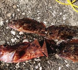 人生2度目のフカセ釣り