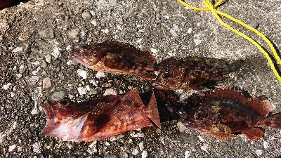 人生2度目のフカセ釣り