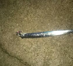 人のほう多いです❕