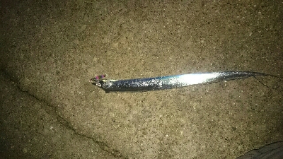 人のほう多いです❕