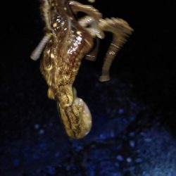 そろそろメバル？