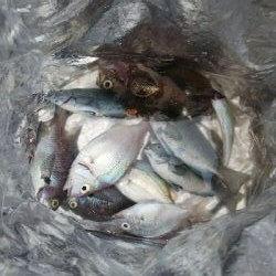 今日の昼から夕方迄