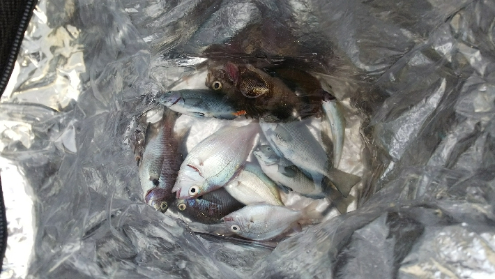 今日の昼から夕方迄