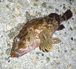 ワームでガシラ