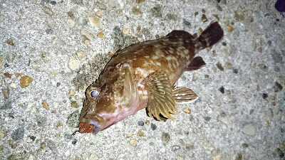 ワームでガシラ