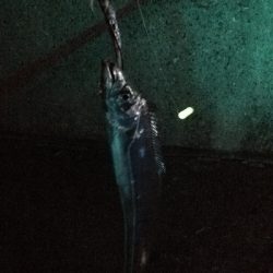 時合い後の釣行