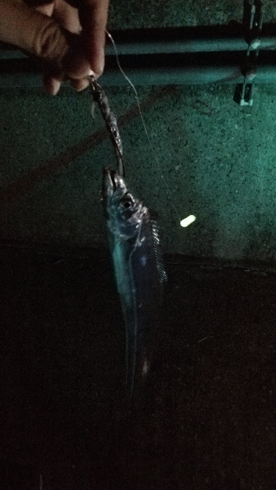 時合い後の釣行