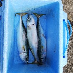 サバの入れ食い