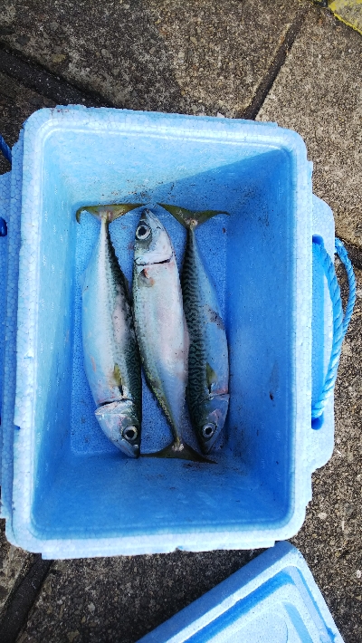 サバの入れ食い