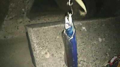 ケミホタル流星群❗