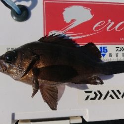 多数の魚たち