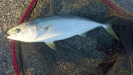 初メジロだす。