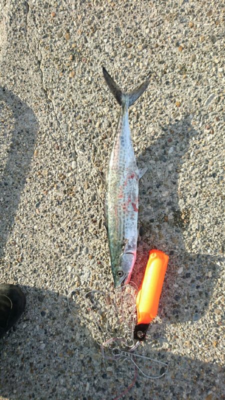 寒くなってきました。