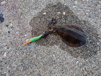 久しぶりの串本