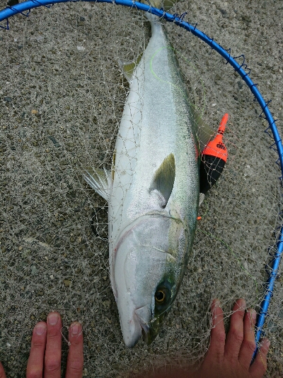 念願！のませ初ヒット！