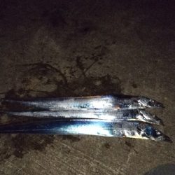 タチウオもう数は釣れないのか