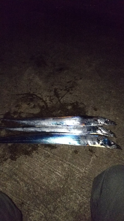 タチウオもう数は釣れないのか