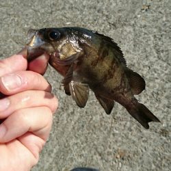 マイクロデイゲー五目釣り