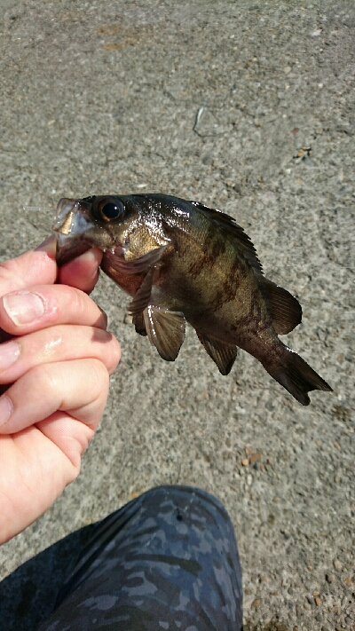 マイクロデイゲー五目釣り