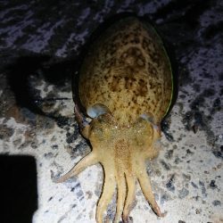 コウイカ、連チャン