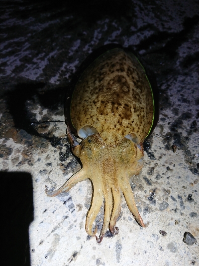 コウイカ、連チャン