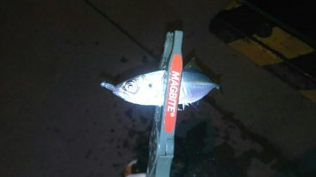 こないだの釣果