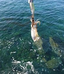 エギング釣行その33