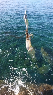 エギング釣行その33