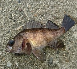 ワームで五目デイゲーム