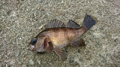 ワームで五目デイゲーム