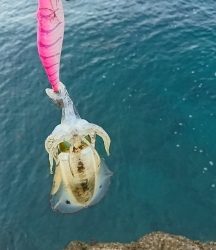 エギング釣行その34