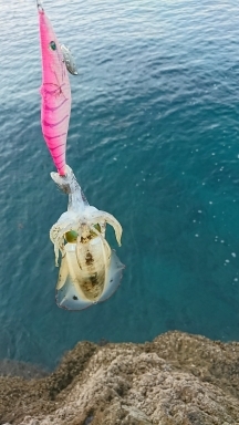 エギング釣行その34