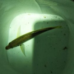 アジングデビュー