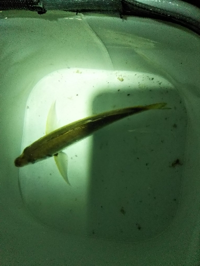 アジングデビュー