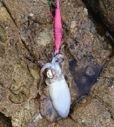 エギング釣行その35