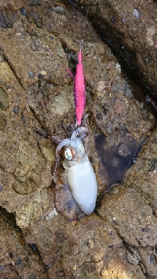 エギング釣行その35