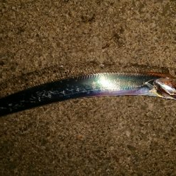 太刀魚ワインド