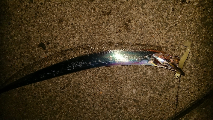 太刀魚ワインド