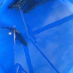 今日もチョイ投げ