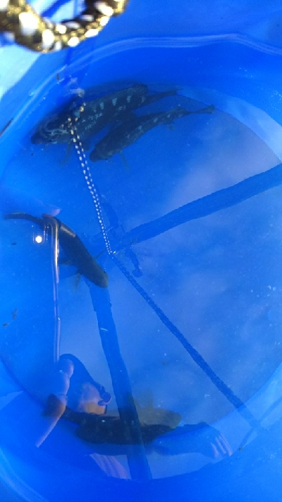 今日もチョイ投げ