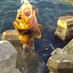 黒潮市場ついでに