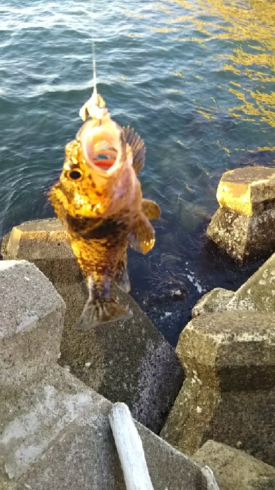 黒潮市場ついでに