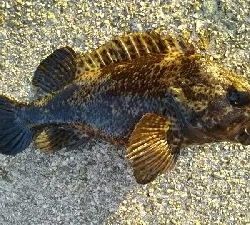 寒いけどガシラ釣り