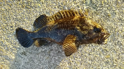 寒いけどガシラ釣り