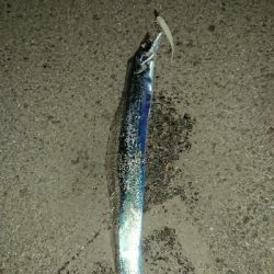 釣り部  釣行記  22