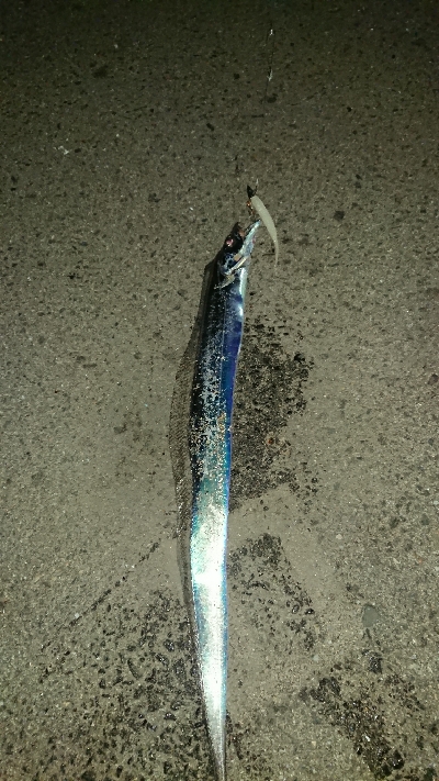 釣り部  釣行記  22