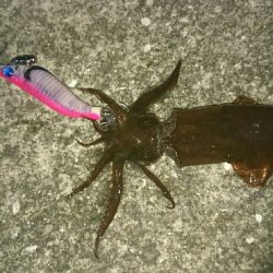 ヒイカ爆釣
