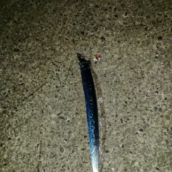 釣り部  釣行記  24