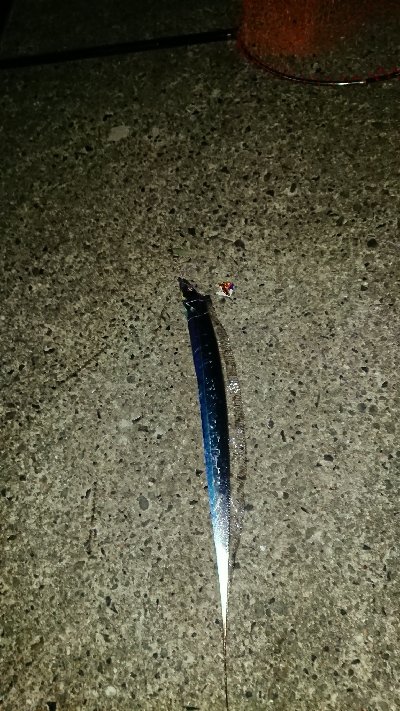 釣り部  釣行記  24