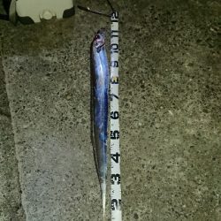 釣り部 釣行記 25